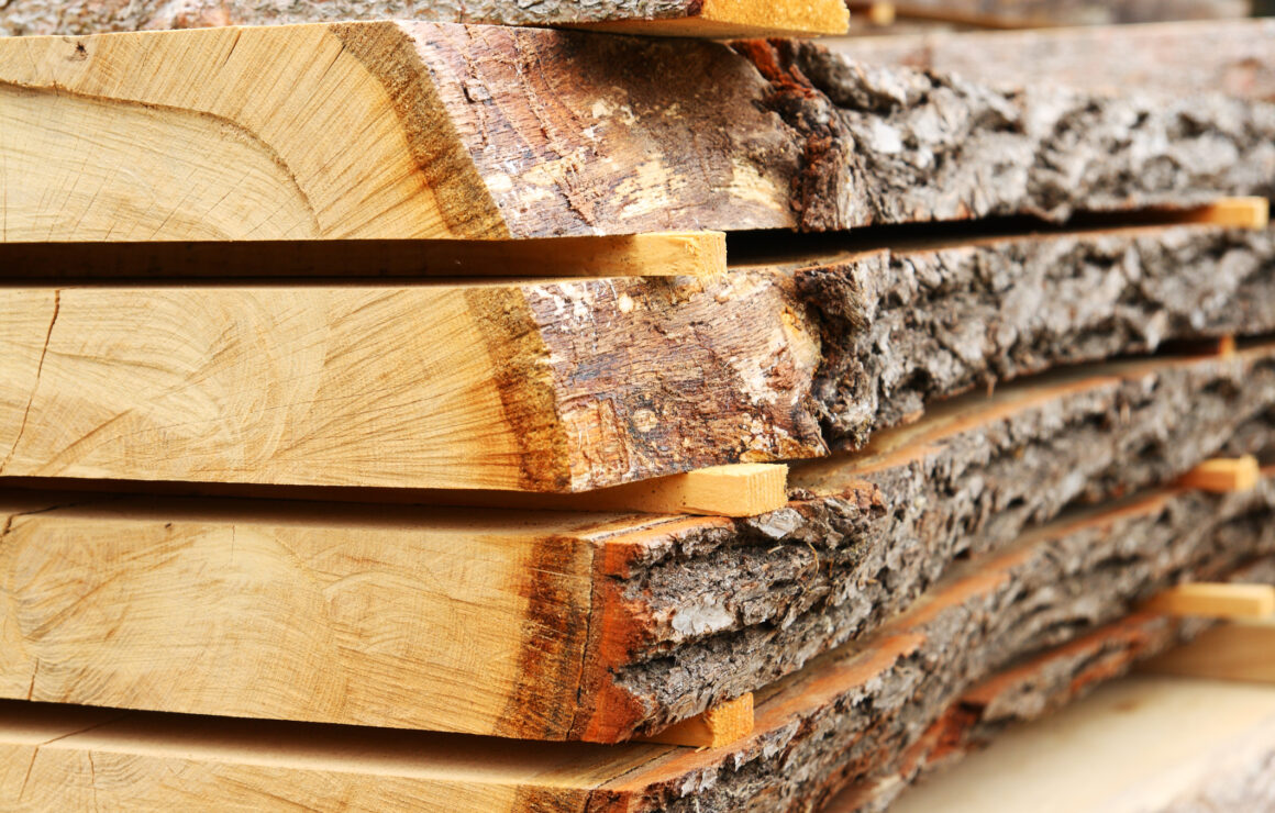 Sawed oak tree trunk plank being dried