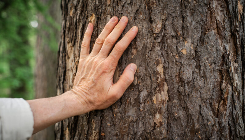 Close up of a senior man touching a tree in a forest and connecting with nature