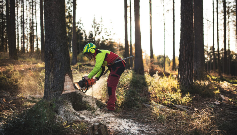 Logger man cutting a tree with chainsaw. Lumberjack working with chainsaw during a nice sunny day. Tree and nature. People at work.