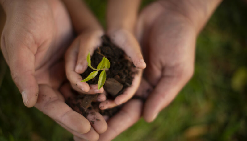 Hands, parent and child with plant soil of gardening, earth day and learning of agriculture care. Family, kid and closeup with leaf for sustainable growth, teaching and environment wellness of nature